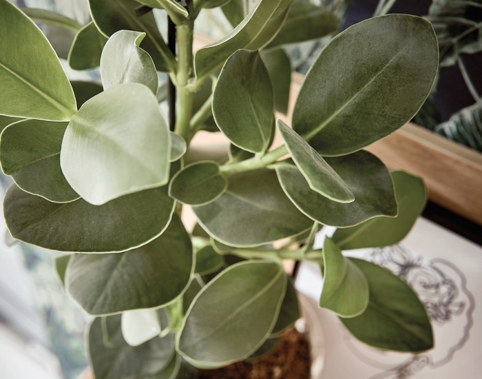 Structura_0552_19_Structura405_D